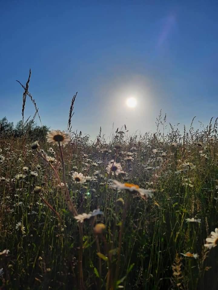 Cranfield Retreat & Glamping & Hobbit House * Long Melford